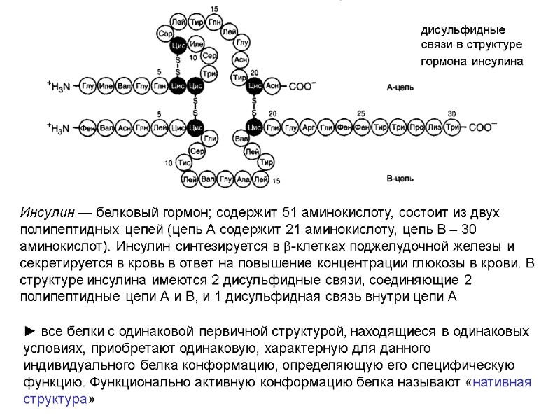 дисульфидные связи в структуре гормона инсулина  Инсулин — белковый гормон; содержит 51 аминокислоту,